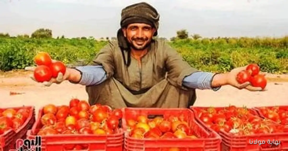 توقعات بانخفاض أسعار الطماطم بسبب التقلبات الجوية وفقاً لخبراء الزراعة