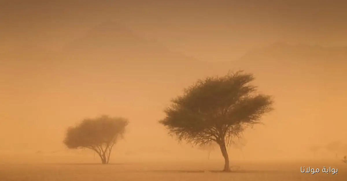 رياح مثيرة للأتربة والغبار تضرب الشرقية والرياض اليوم وفق توقعات الأرصاد