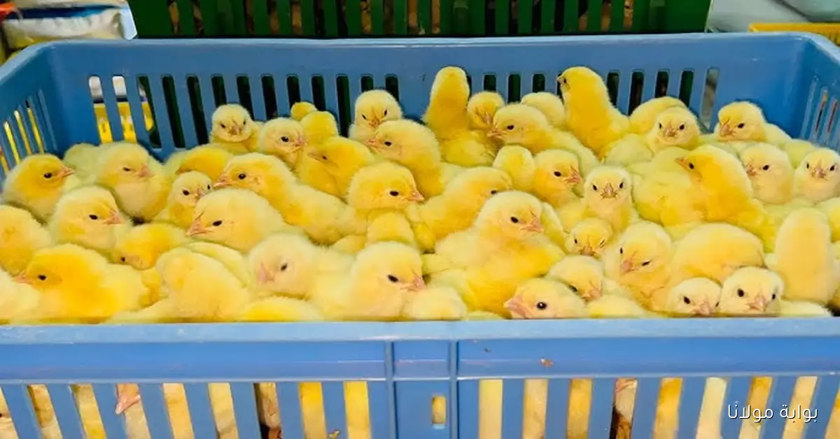 سعر الكتكوت الأبيض اليوم عمر يوم الاثنين 15 سبتمبر 2025 في الأسواق والشركات