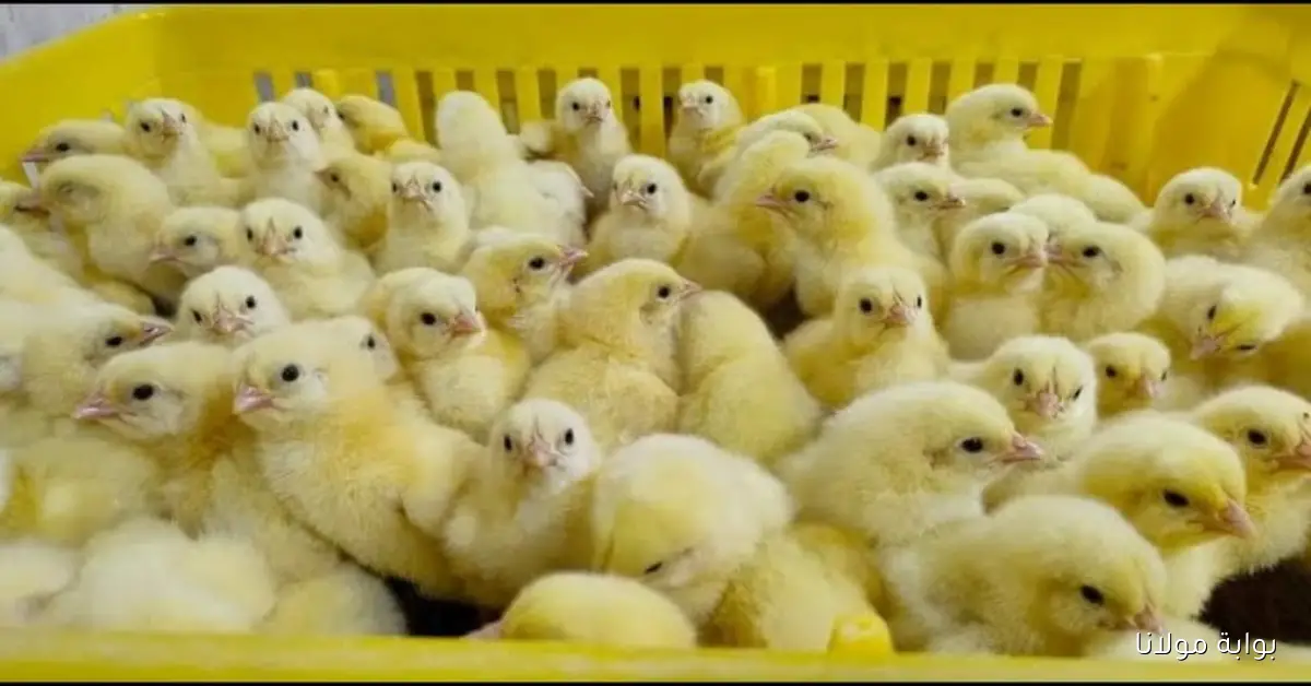 سعر الكتكوت الأبيض اليوم عمر يوم الأربعاء 2025/9/17 في الأسواق المصرية