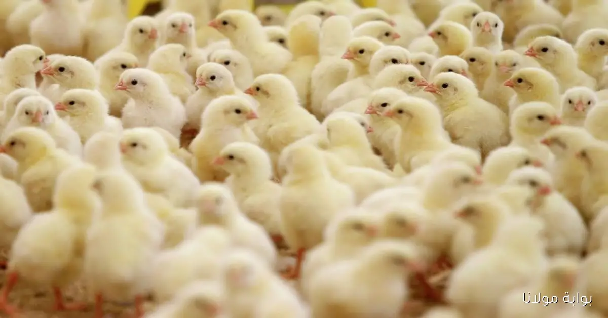 سعر الكتكوت الأبيض اليوم عمر يوم الاحد 14 سبتمبر 2025 في الأسواق المصرية