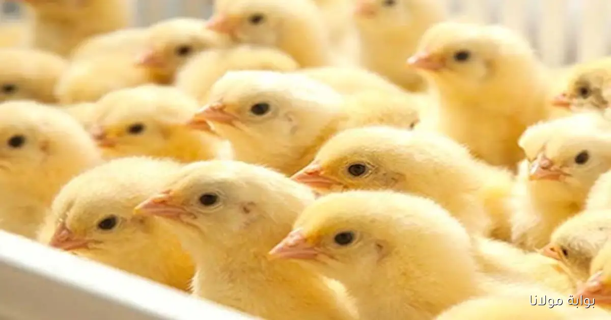 سعر الكتكوت ينخفض بنسبة 44% ليصل إلى 14 و17 جنيها في الأسواق