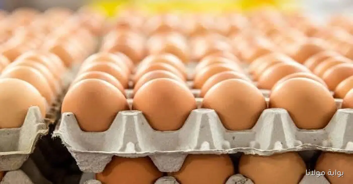 إرتفاع صاروخي في سعر كرتونة البيض اليوم للمستهلك الجمعة 26/ 9/ 2025 بجميع الأسواق