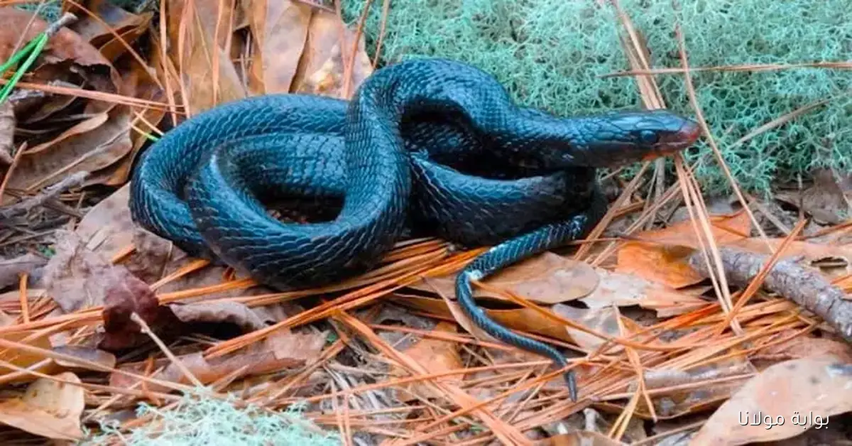 عائلة تفاجأ بثعبان أسود داخل صندوق بيتزا وتعيش لحظات مرعبة