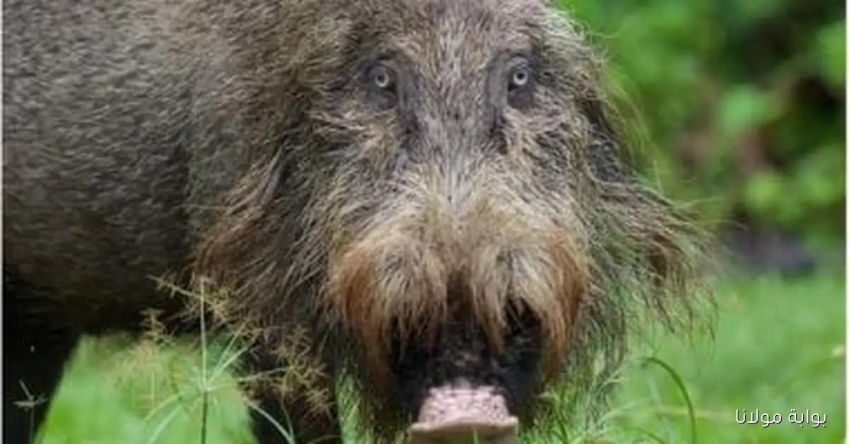 كوريا الجنوبية ترفع مستوى التأهب بعد تسجيل أول حالة إصابة بحمى الخنازير