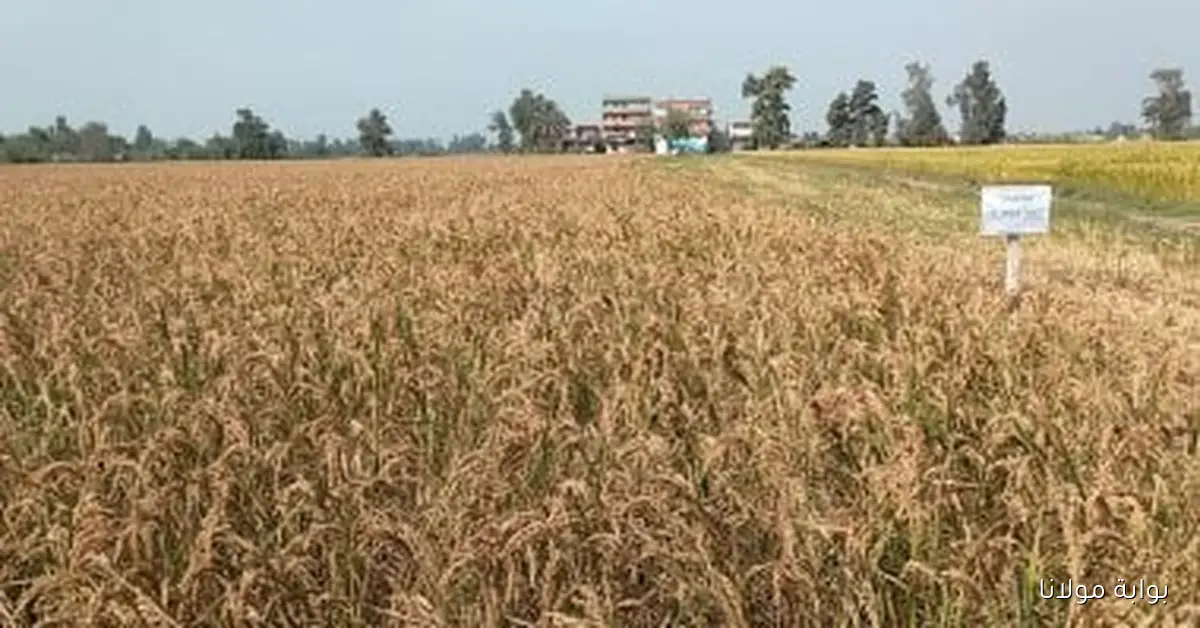 نزاع الأرز البسمتي مع باكستان يعيق مفاوضات الهند التجارية مع الاتحاد الأوروبي