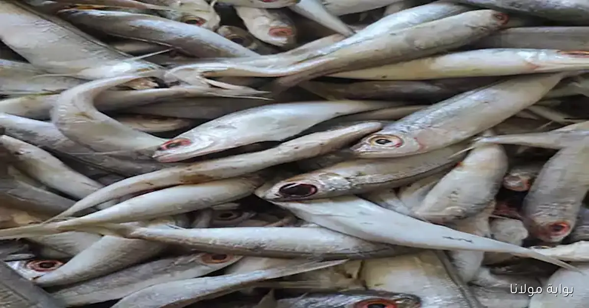 بكام دلوقتى .. أسعار الأسماك والأكلات البحرية في سوق العبور اليوم مع زيادة أسعار الكابوريا