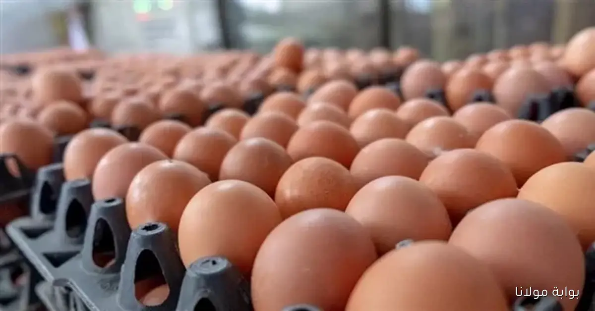 بكام الكرتونه .. أسعار البيض تتراجع اليوم الخميس في الأسواق الرسمية