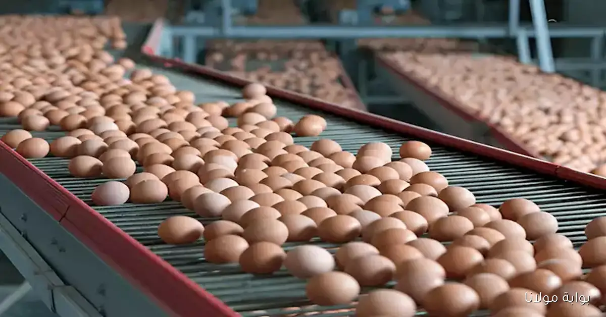 وصلت كام الكرتونه .. أسعار البيض في الأسواق اليوم الثلاثاء وتحديثات جديدة من المصادر الرسمية