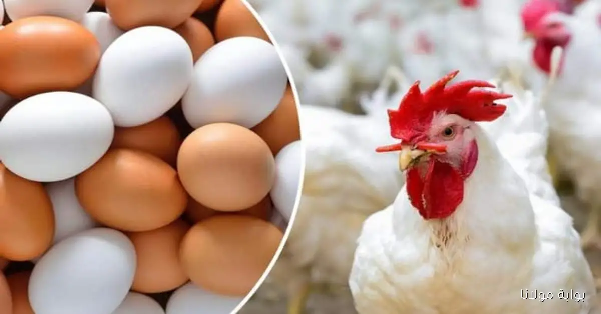 أسعار الدواجن تشهد زيادة ملحوظة في الأسواق الحالية
