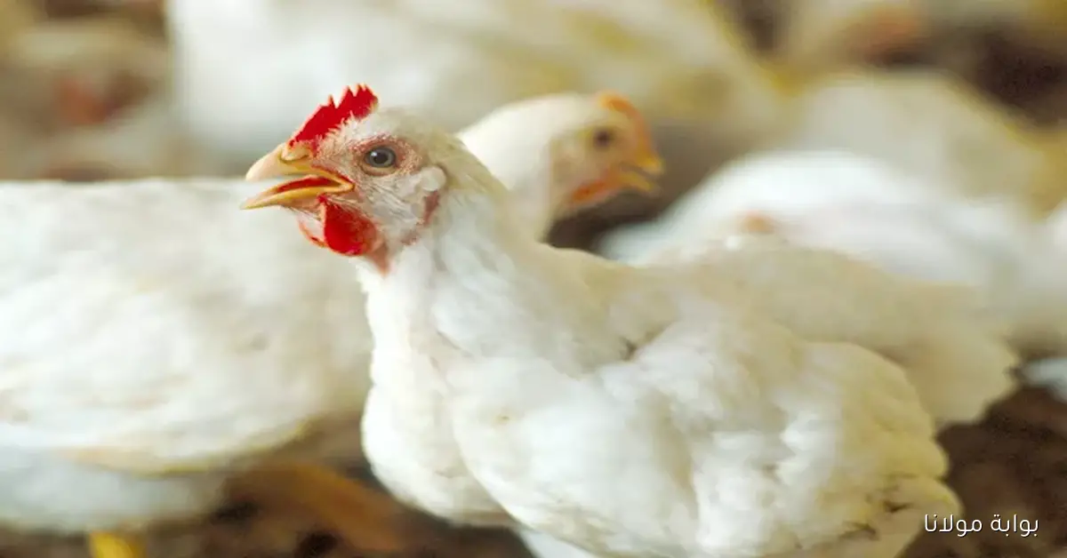 أسعار الدواجن تنخفض إلى 58 وتثير القلق بشأن مستقبل المربين بسبب عدم تغطية التكاليف