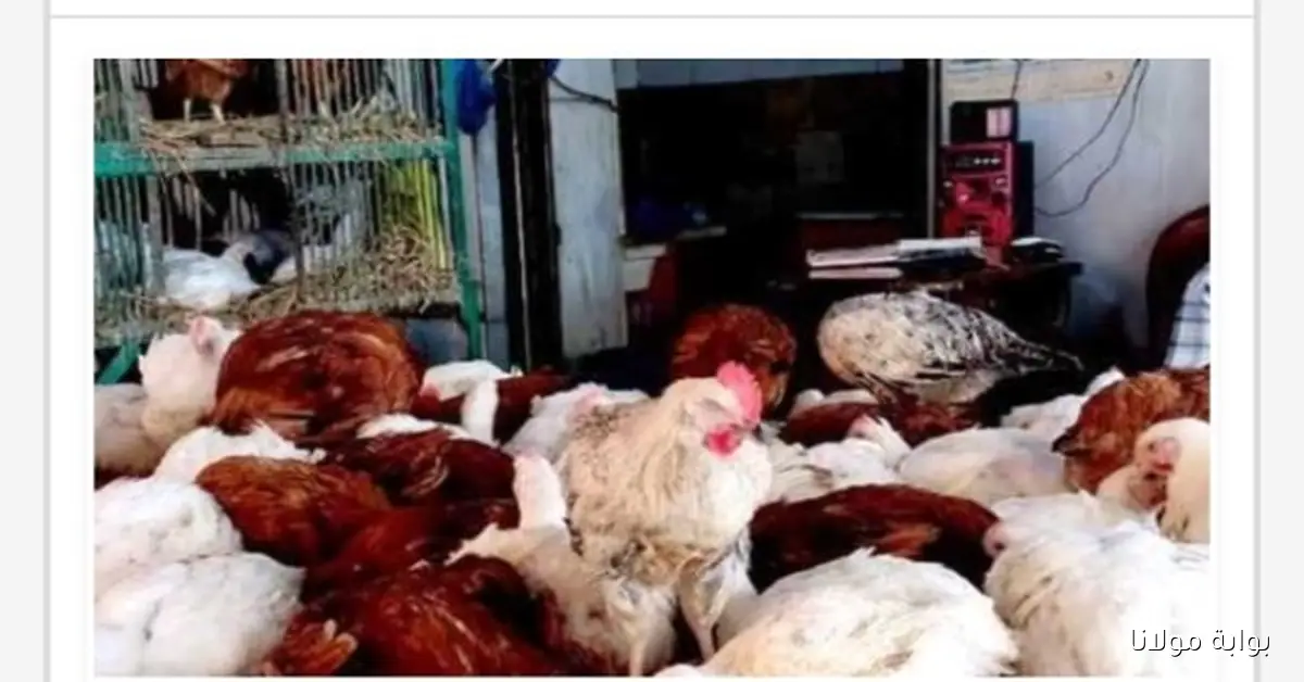 أسعار الدواجن والطيور تشهد استقراراً ملحوظاً والبيض يظل ثابتاً