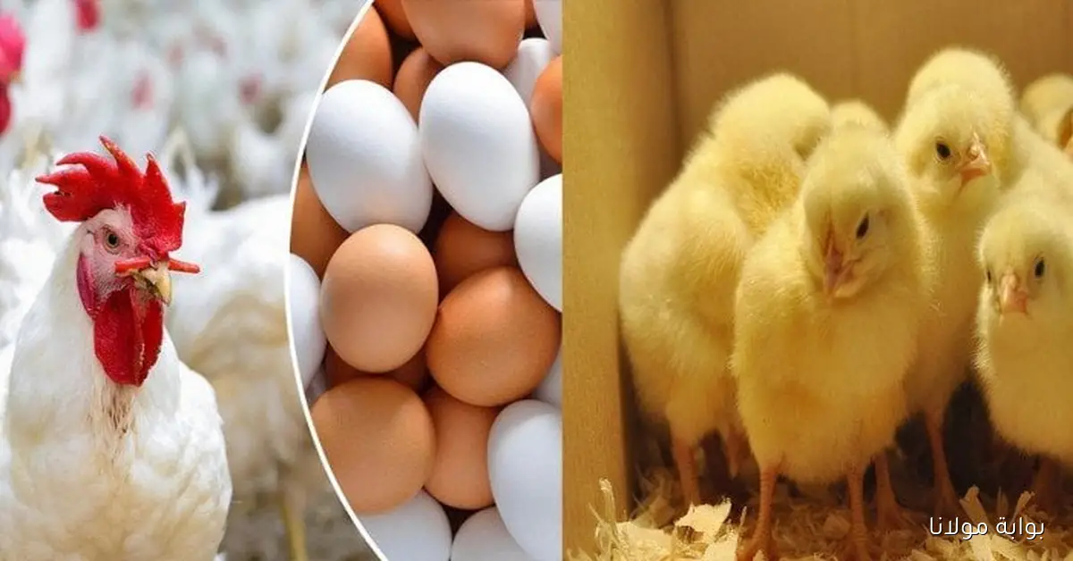 أسعار الفراخ البيضاء اليوم السبت 11 أكتوبر 2025 ما هي تكلفة كيلو البلدي؟