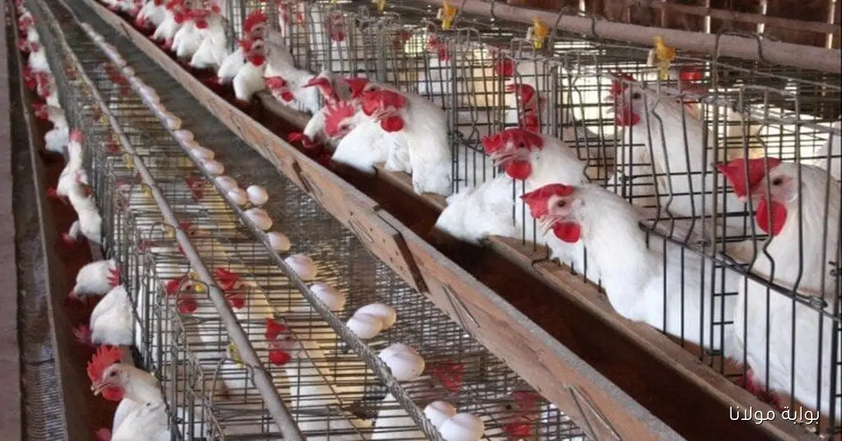 بكام دواجن .. أسعار الفراخ البيضاء والبلدي والبيض اليوم الجمعة 3 أكتوبر 2025