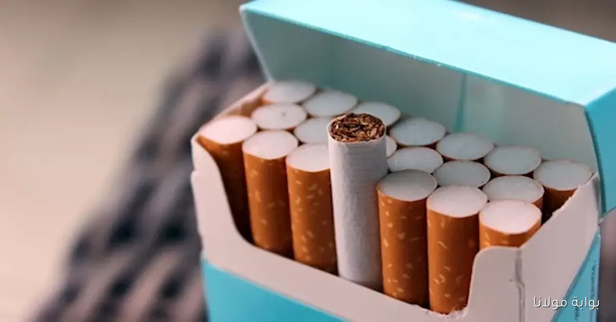 إتش سي تتوقع ارتفاع أسعار السجائر بنحو 5 جنيهات قبل نهاية 2025 نتيجة لهذا العامل