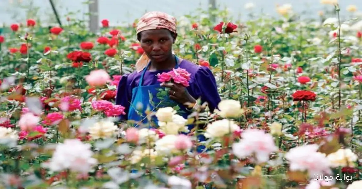 إثيوبيا تزيد أسعار صادرات الزهور لتعزيز إيراداتها من النقد الأجنبي