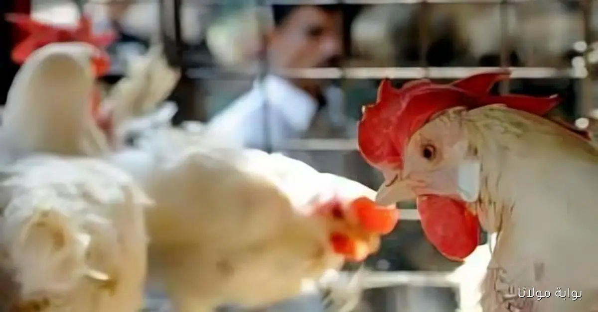 إيران تشهد انتشارًا لفيروس إنفلونزا الطيور بين الدواجن