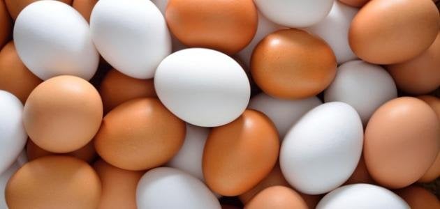 سعر كرتونة البيض اليوم الأحد 5 أكتوبر 2025 سعر كرتونة البيض اليوم الأحد 5 أكتوبر 2025