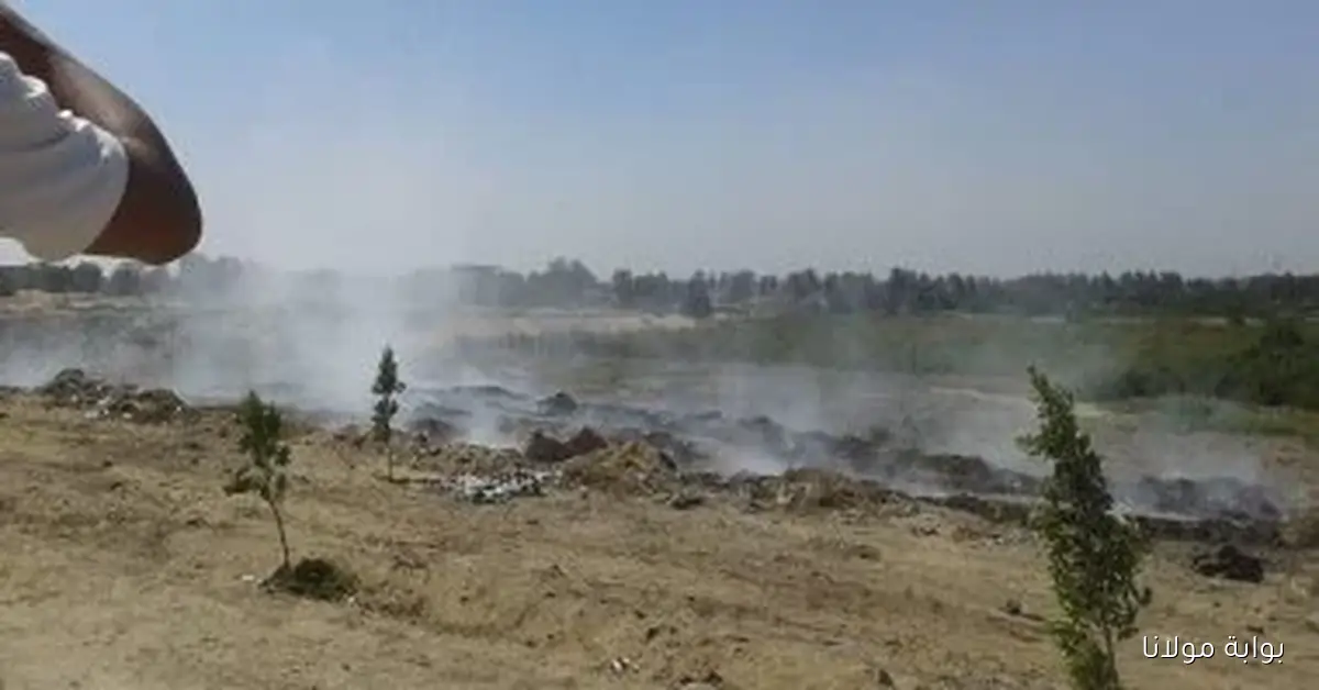 الأزهر للفتوى يحذر من حرق قش الأرز لما يسببه من ضرر على البيئة