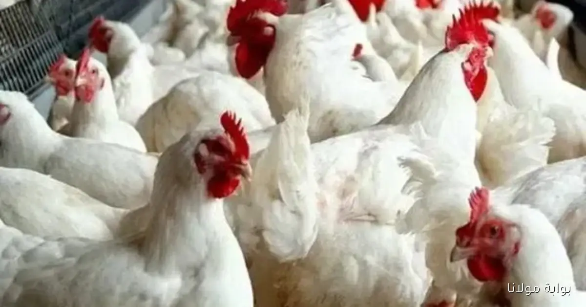 «الأسعار اتقلبت».. تراجع جديد في أسعار الدواجن اليوم الخميس بالأسواق