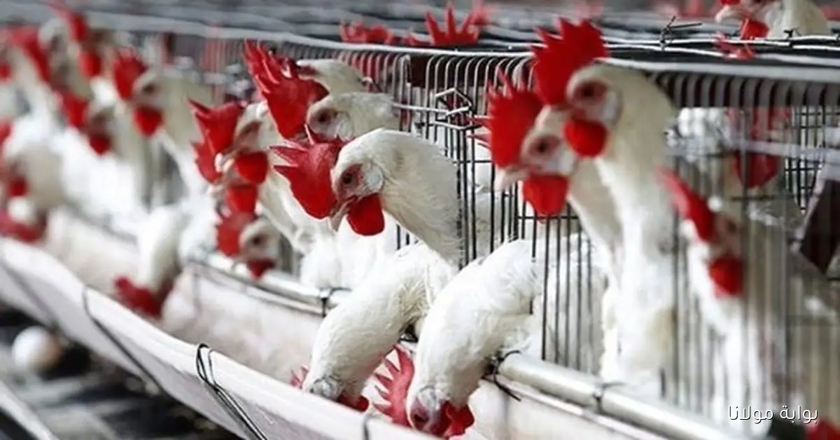 «الأسعار بتكشف أسرار جديدة».. أسعار الدواجن تعود للتراجع مجددًا وسعر الكيلو ينخفض