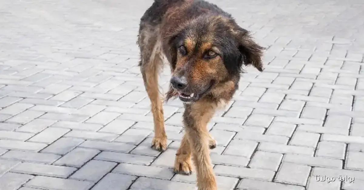 الجزائر تشهد زيادة في حالات داء الكلب خلال عام 2025