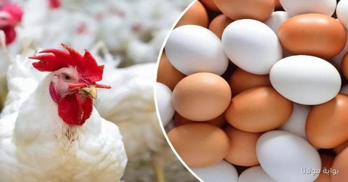 الدواجن بكام؟.. أسعار الفراخ البيضاء والبيض اليوم الأحد 5 أكتوبر 2025