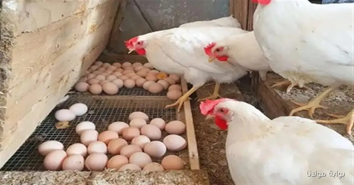 إرتفاع سعر الفراخ البيضاء اليوم الخميس 2 أكتوبر 2025 في بورصة الدواجن