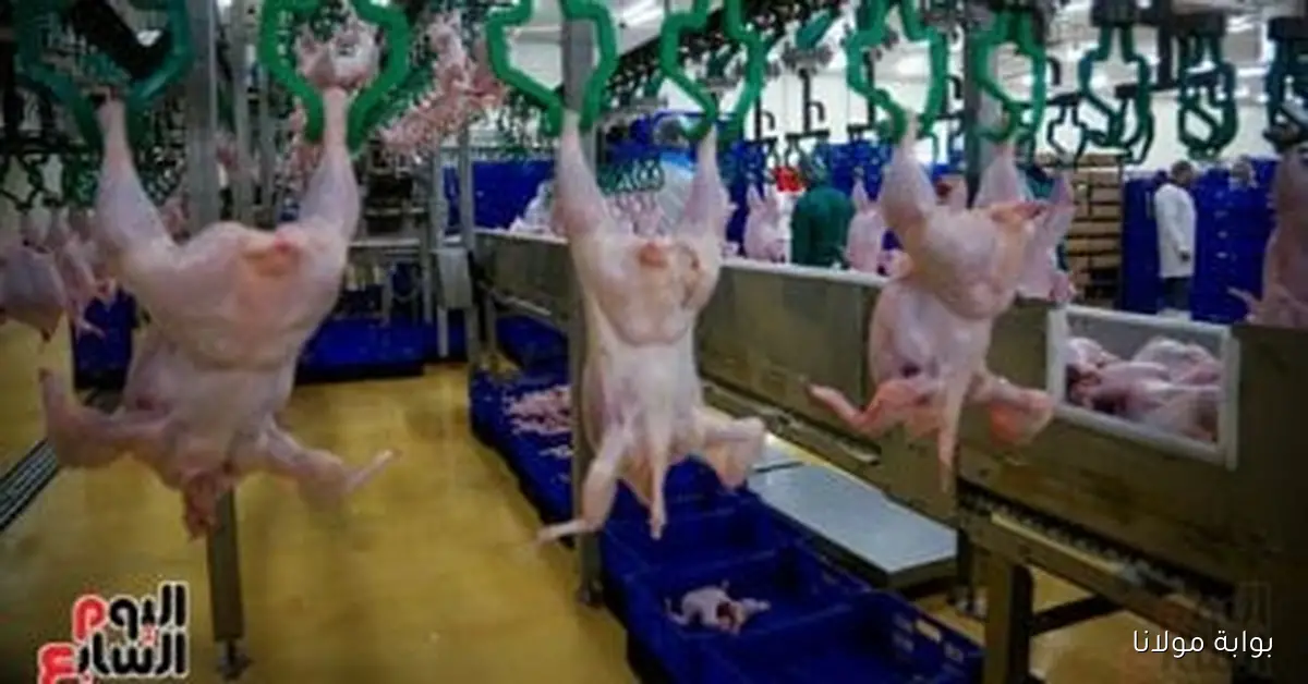 المنصورة للدواجن تحقق إنجازاً تاريخياً في البورصة بفضل صفقة جهاز مستقبل مصر