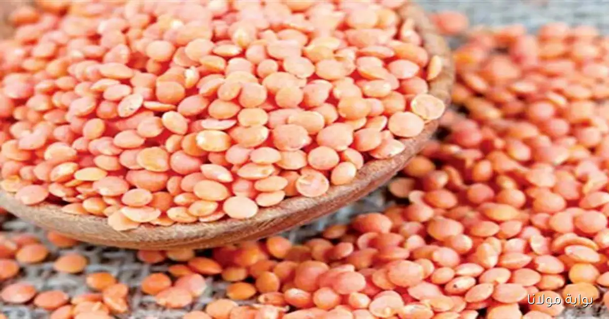 تباين أسعار المواد الغذائية في الأسواق اليوم بين انخفاض العدس والجبن الأبيض وارتفاع الأرز