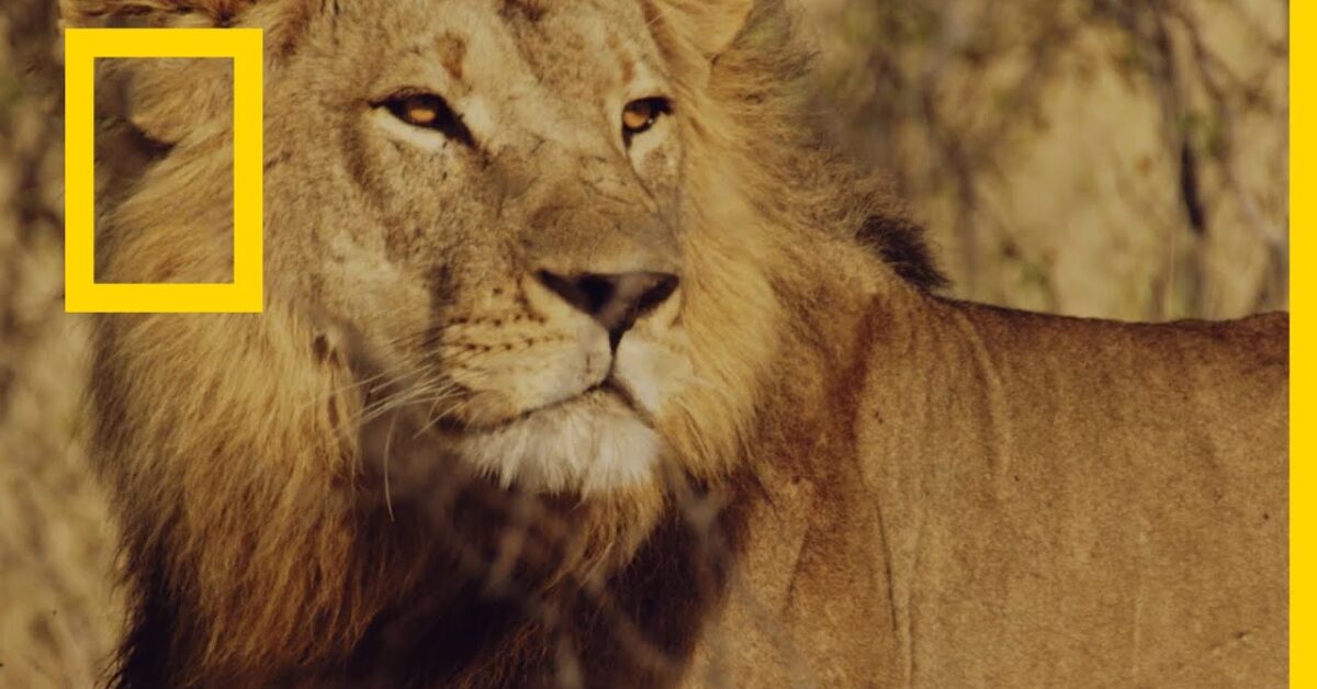 «مغامرة لا تفوتك».. تردد قناة ناشيونال جيوغرافيك نايل سات 2025 بجودة HD لعشاق السفر والعلوم