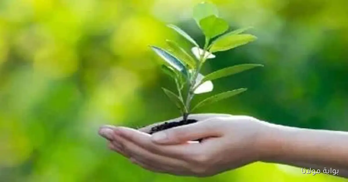 دور برامج التأمين الأخضر في دعم الاستدامة المالية لمشاريع الطاقة المتجددة