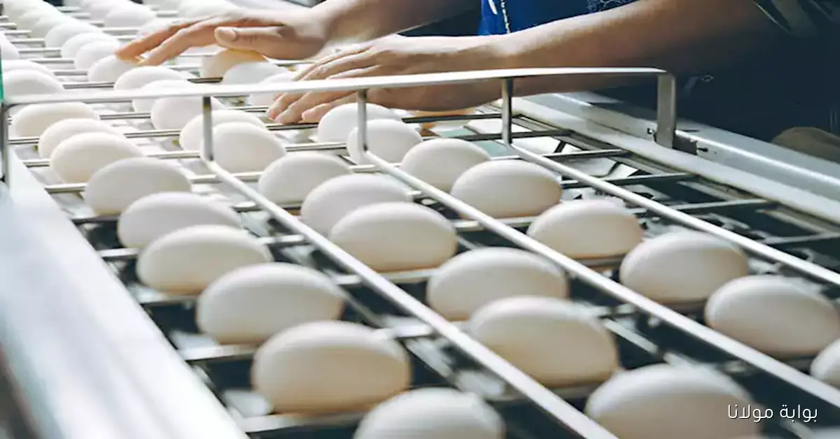 بكام الكرتونة .. زيادة أسعار البيض في الأسواق اليوم الأربعاء