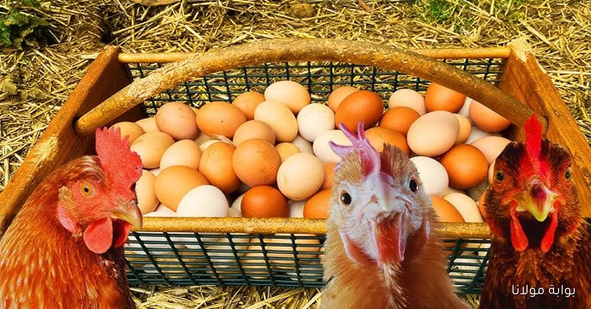 بورصة الدواجن اليوم.. تعرف على سعر الفراخ البيضاء والبلدي والساسو في المحلات اليوم الخميس