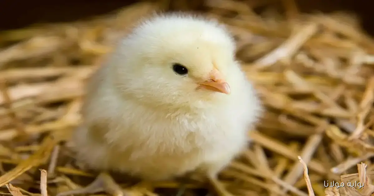 مفاجأة سعر الكتكوت الأبيض في مصر اليوم 1 أكتوبر 2025 تهز السوق للمربين والتجار