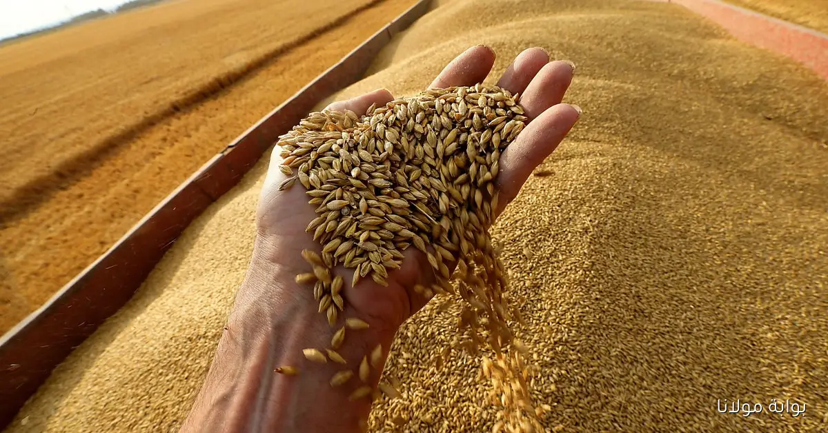 قفزة جديدة أم استقرار؟ أسعار القمح اليوم 6 أكتوبر 2025 لدى التجار والمطاحن