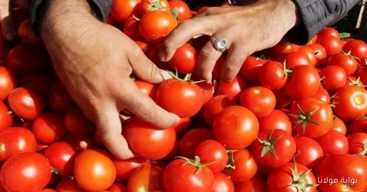 ما هي توقعات انخفاض أسعار الطماطم في الأسواق؟ الشعبة توضح
