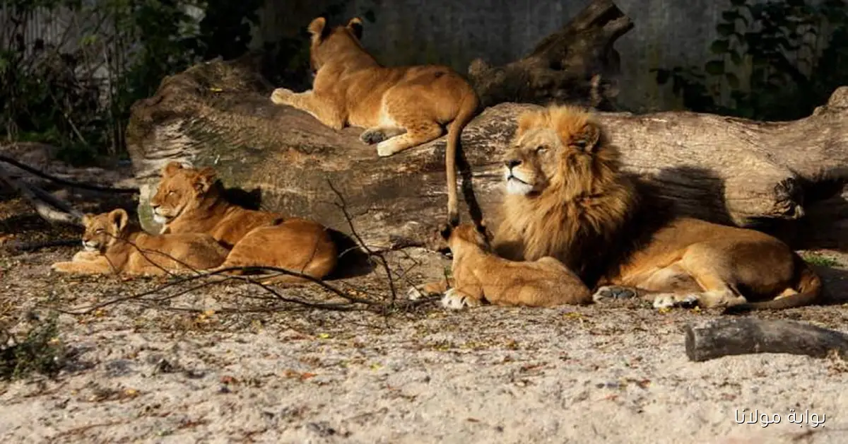 حقيقة إعدام 13 أسد في حديقة حيوان الجيزة قبل الإفتتاح؟