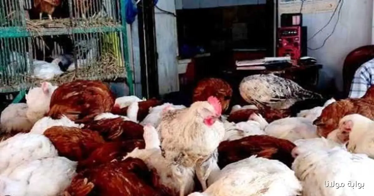 «مفاجأة السوق».. أسعار الدواجن والبانيه تسجل ارتفاعًا غير متوقع اليوم الاثنين