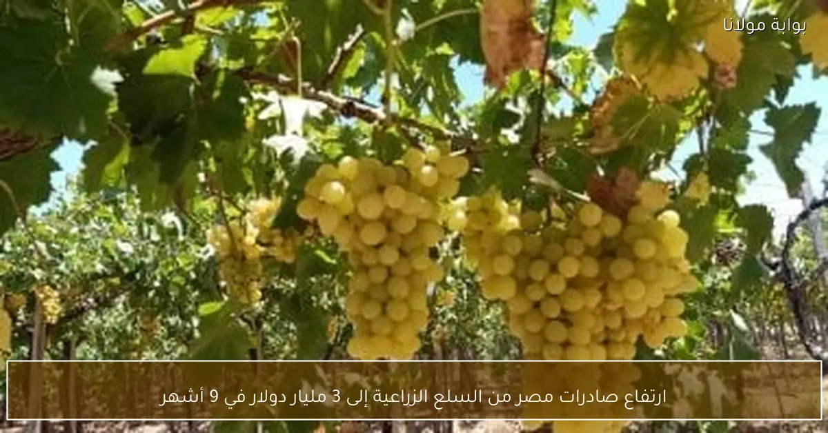 ارتفاع صادرات مصر من السلع الزراعية إلى 3 مليار دولار في 9 أشهر