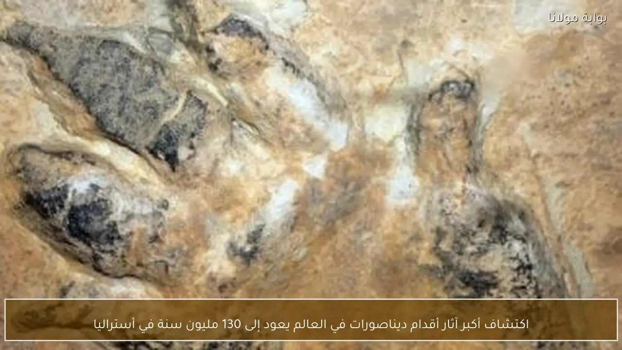 اكتشاف أكبر آثار أقدام ديناصورات في العالم يعود إلى 130 مليون سنة في أستراليا