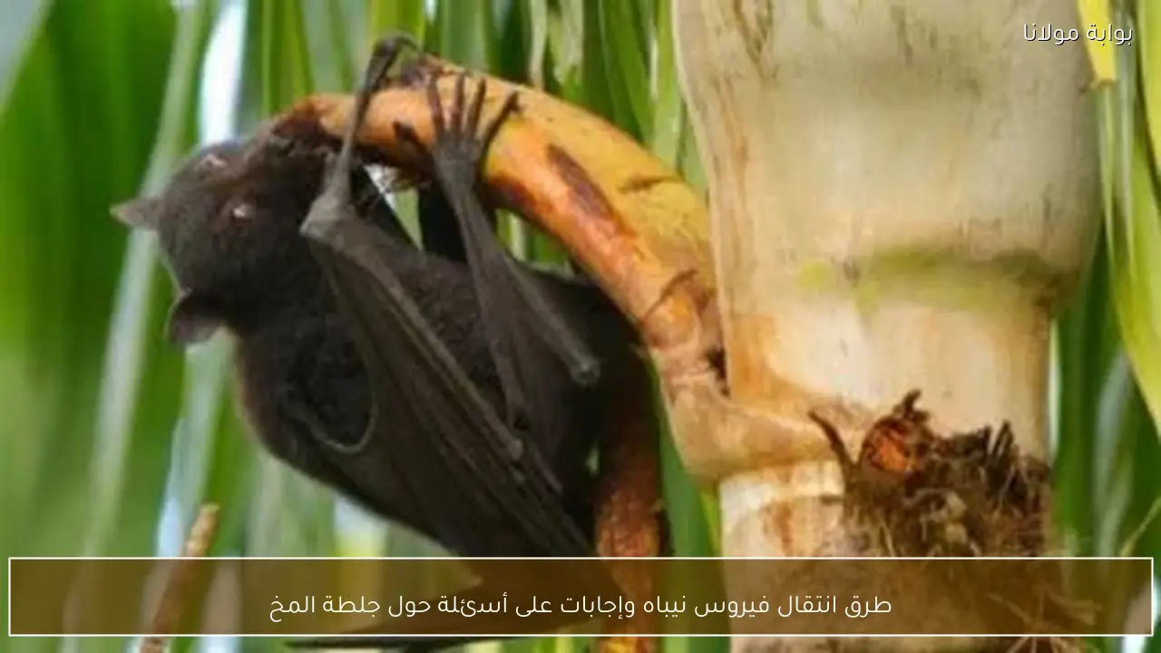 طرق انتقال فيروس نيباه وإجابات على أسئلة حول جلطة المخ