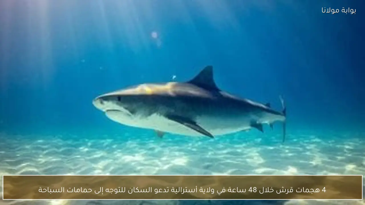 4 هجمات قرش خلال 48 ساعة في ولاية أسترالية تدعو السكان للتوجه إلى حمامات السباحة