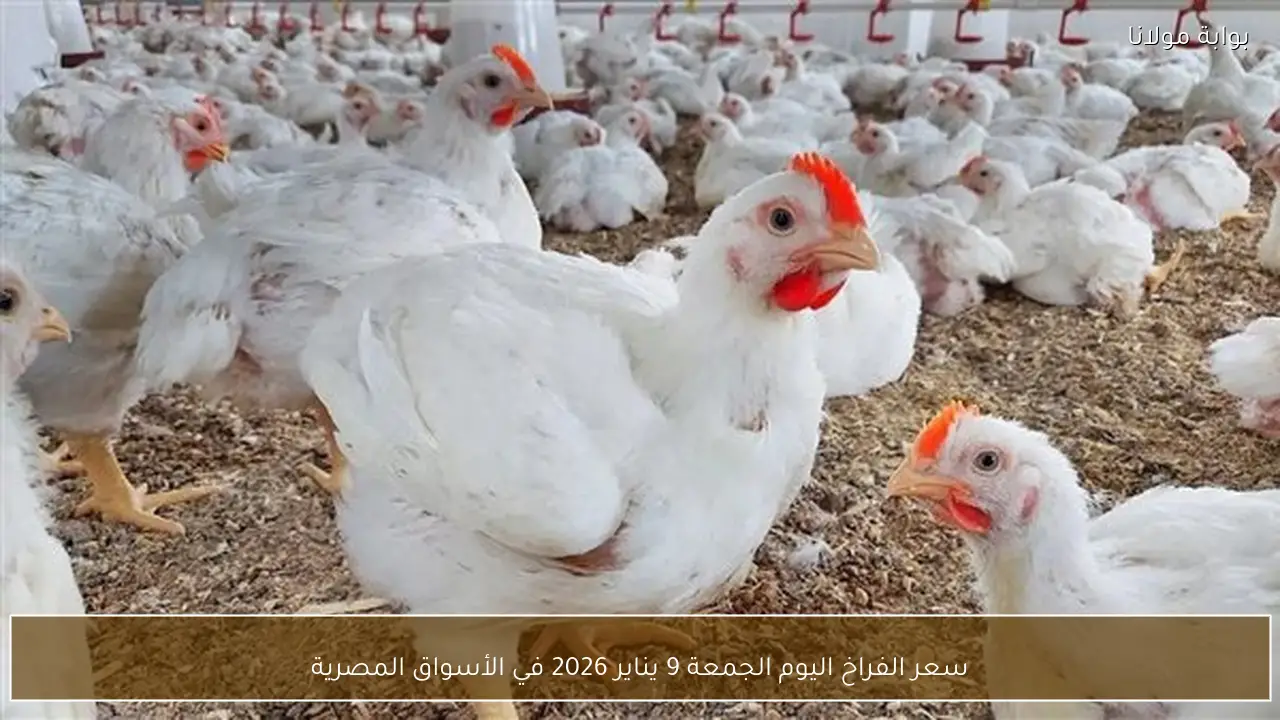 سعر الفراخ اليوم الجمعة 9 يناير 2026 في الأسواق المصرية