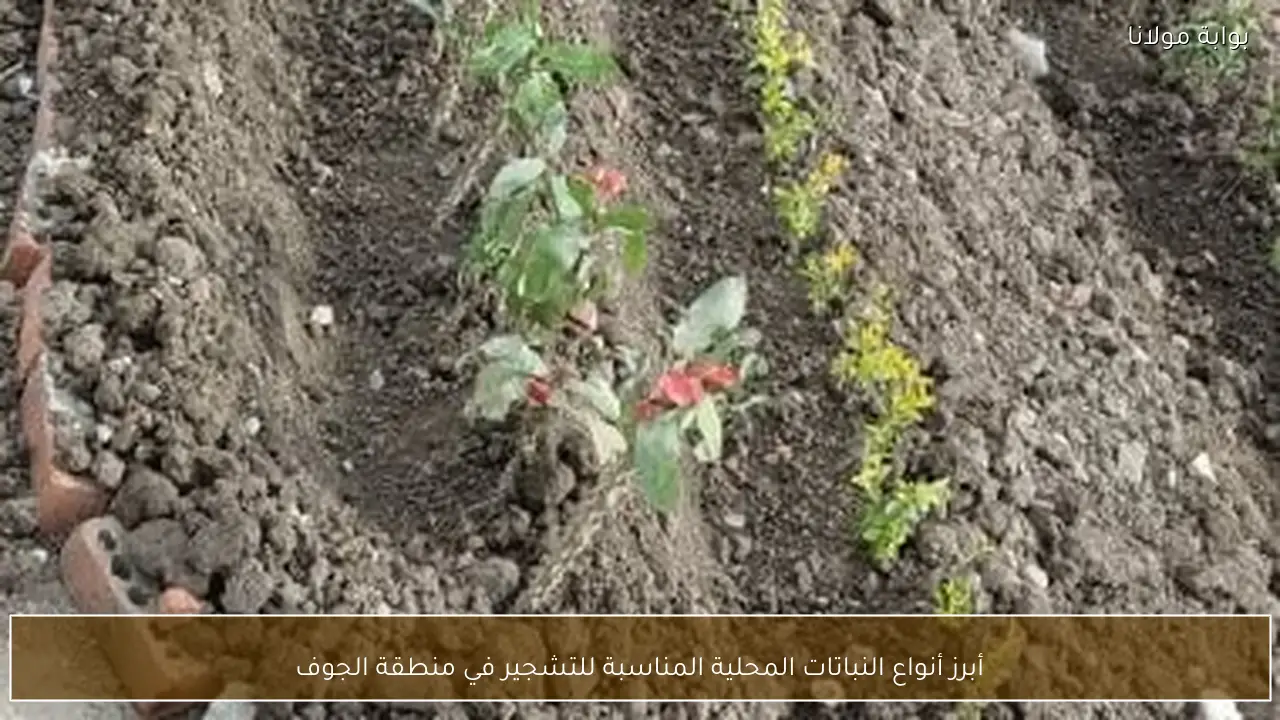 أبرز أنواع النباتات المحلية المناسبة للتشجير في منطقة الجوف