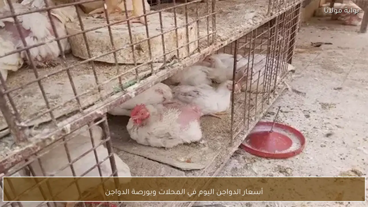 أسعار الدواجن اليوم في المحلات وبورصة الدواجن