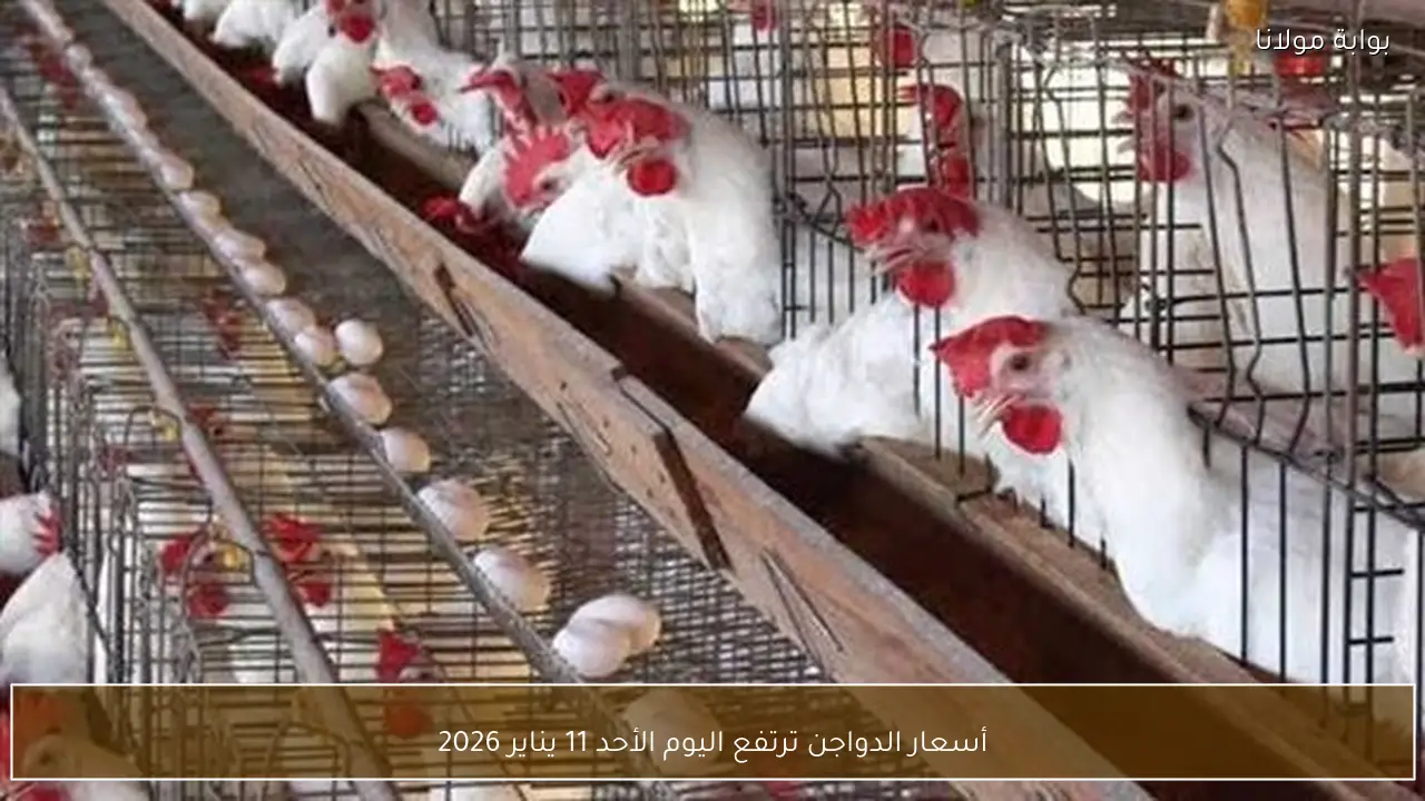 أسعار الدواجن ترتفع اليوم الأحد 11 يناير 2026