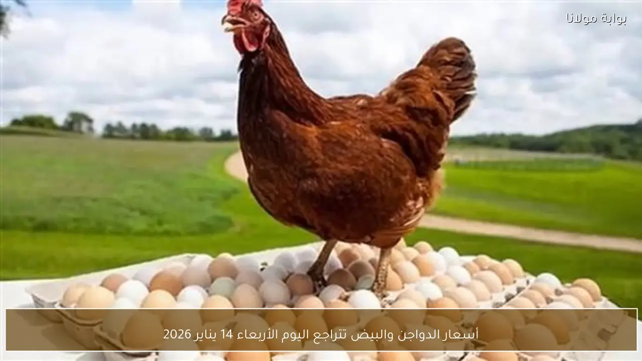 أسعار الدواجن والبيض تتراجع اليوم الأربعاء 14 يناير 2026