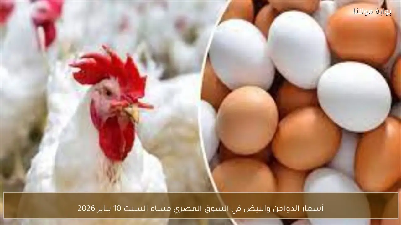 أسعار الدواجن والبيض في السوق المصري مساء السبت 10 يناير 2026