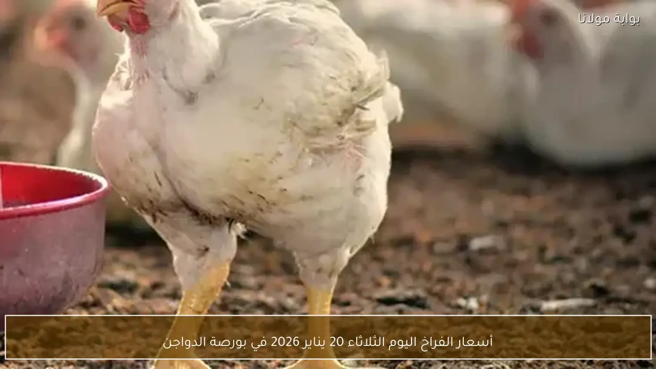 أسعار الفراخ اليوم الثلاثاء 20 يناير 2026 في بورصة الدواجن